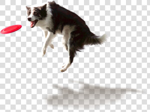 Dog Catching Frisbee Png  Transparent Png