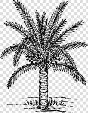 Palm Trees Coloring Book Drawing Painting Plants   Date Tree Clipart Black And White  HD Png Download