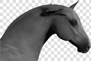 Horse Ears Png   Stallion  Transparent Png