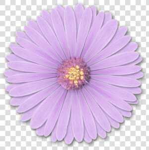 Res Light Purple Flowers Png By Hanabell1 D6l6mwr Png   Flower Png For Edits  Transparent Png