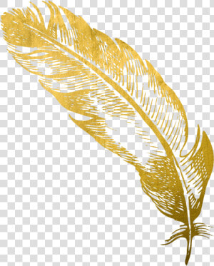  gold  feather  feathers  native  boho  pretty  decals   Golden Feather Transparent  HD Png Download