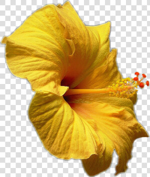  hibiscus  hibiskus  yellow  gelb  blüte  blossom  flower   Hawaiian Hibiscus  HD Png Download