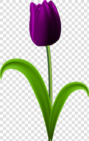 Tulip Transparent Purple   Purple Tulips Flowers Clipart  HD Png Download