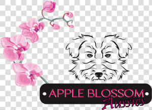 Apple Blossom Aussies   Companion Dog  HD Png Download