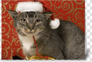 Merry Christmas Greeting Card   Grey Tabby Merry Christmas  HD Png Download