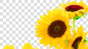  ftestickers  sunflowers  border  corner   Sunflower Corner Border Clipart  HD Png Download