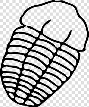 Trilobite Drawing Easy  HD Png Download