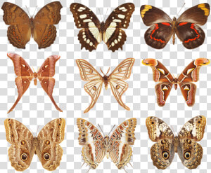 Butterfly  Collection Of Butterflies  Wings  Insects   Speckled Wood  butterfly  HD Png Download