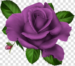 Roses Pink Roze Rosa   Purple Roses Transparent Png  Png Download