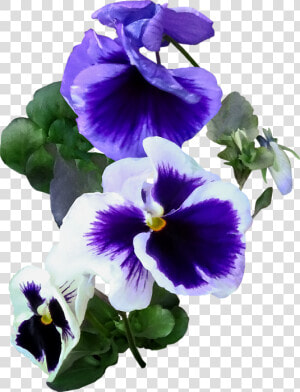 Click And Drag To Re position The Image  If Desired   Pansy  HD Png Download