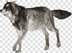 Zoo Tycoon 2 Gray Wolf  HD Png Download