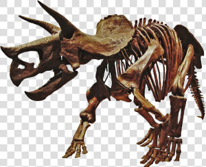 Triceratops Dinosaur Skeleton Png   Png Download   Dinosaurs Skeleton Png  Transparent Png