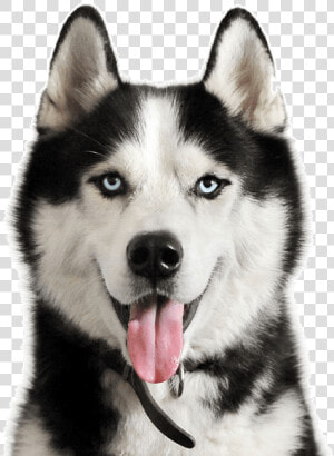 Husky Puppy Png   Transparent Siberian Husky Png  Png Download