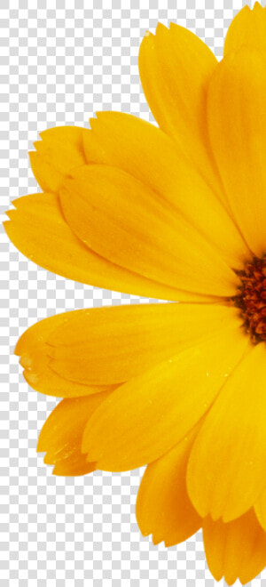 English Marigold  HD Png Download