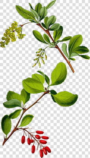 Berberis Vulgaris Drawing  HD Png Download