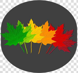 Tree plant leaf   Maple Leaf Shades  HD Png Download