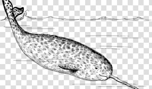 It’s A Tooth   Black And White Narwhal  HD Png Download