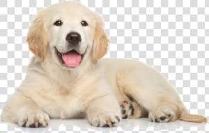 Transparent Puppy Dog Clipart Png   Golden Retriever Puppy Png  Png Download