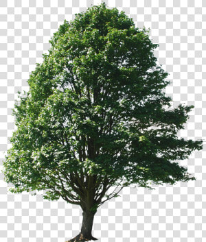 Transparent Png Trees For Photoshop   Big Tree Photoshop  Png Download