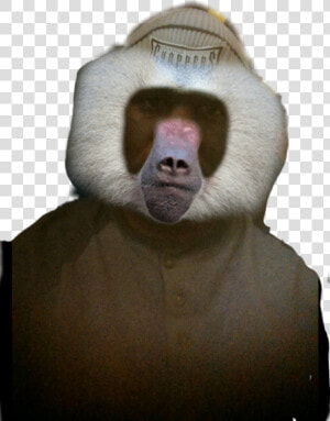  boon   Baboon  HD Png Download