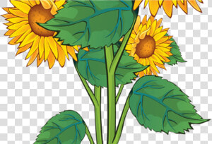 Summer Flower Border Clip Art Free Gardening Flower   Sunflower That Went Flop  HD Png Download