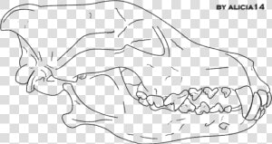 Gray Wolf Line Art Drawing Mammal Sketch   Wolf Skull Line Art  HD Png Download