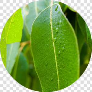 Eucalyptus Essential Oil Leaves  HD Png Download