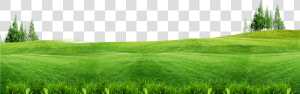 Grass With Flower Background   Grass Background Png  Transparent Png