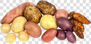 Article Potatoessystem   Different Potatoes  HD Png Download