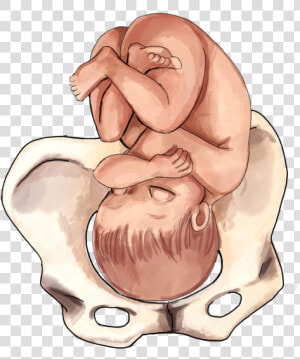 Clipart Baby Womb   3rd Trimester Baby Positions  HD Png Download