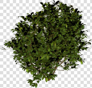 Tree Bush Png   Bush Top View Png  Transparent Png