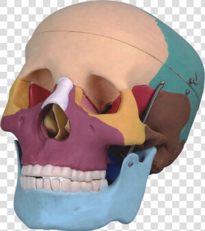 Life Size Human Skull With Colored   Skull  HD Png Download