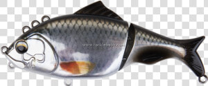 Carp  HD Png Download