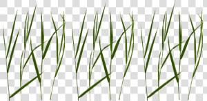 Free Png Grass Blade Texture Png Image With Transparent   Free Grass Blade Texture  Png Download