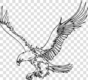 Bald Eagle Pig Drawing Clip Art   Outline Images Of Eagle  HD Png Download