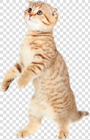 Cute Cat Png Pic   Cat Bouncing  Transparent Png