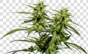 White Widow Xxl Autoflower  HD Png Download