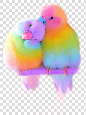  rainbow  bird  cute  sticker  vsco  realistic  love   Colorful Love Birds  HD Png Download