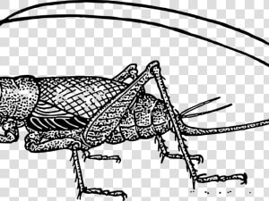 Transparent Cricket Clipart   Crickets For Good Luck  HD Png Download