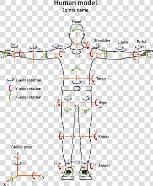             Images human Joints1   Human Joints  HD Png Download