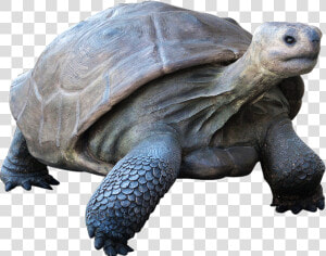 Galapagos Tortoise   Galapagos Tortoise Png  Transparent Png