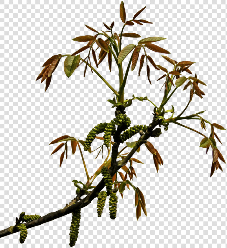 Spring Branch   Branch Transparency Png  Transparent PngTransparent PNG