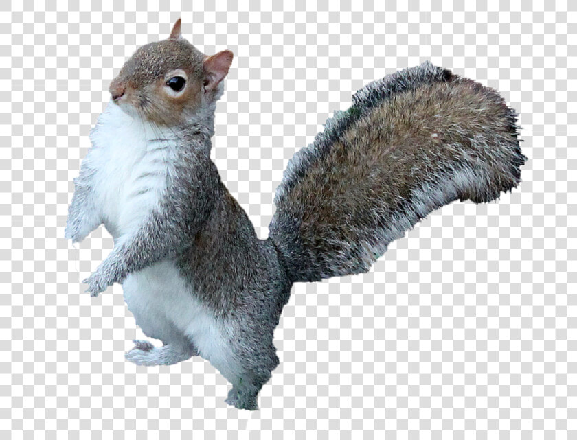 Squirrel Png Free Download   Squirrel Png  Transparent PngTransparent PNG