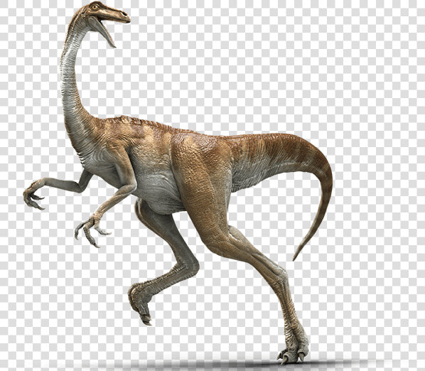 Gallimimus Jurassic World Evolution  HD Png DownloadTransparent PNG