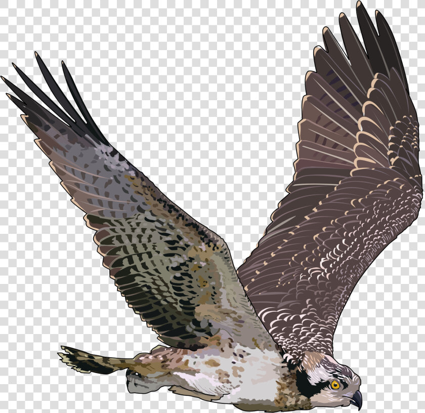 Falcon Png   Flying Falcon Transparent Background  Png DownloadTransparent PNG