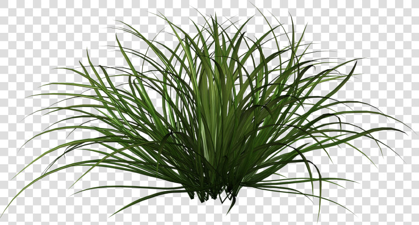 Grass Shrub Png   Png Download   Ornamental Grass Plants Png  Transparent PngTransparent PNG