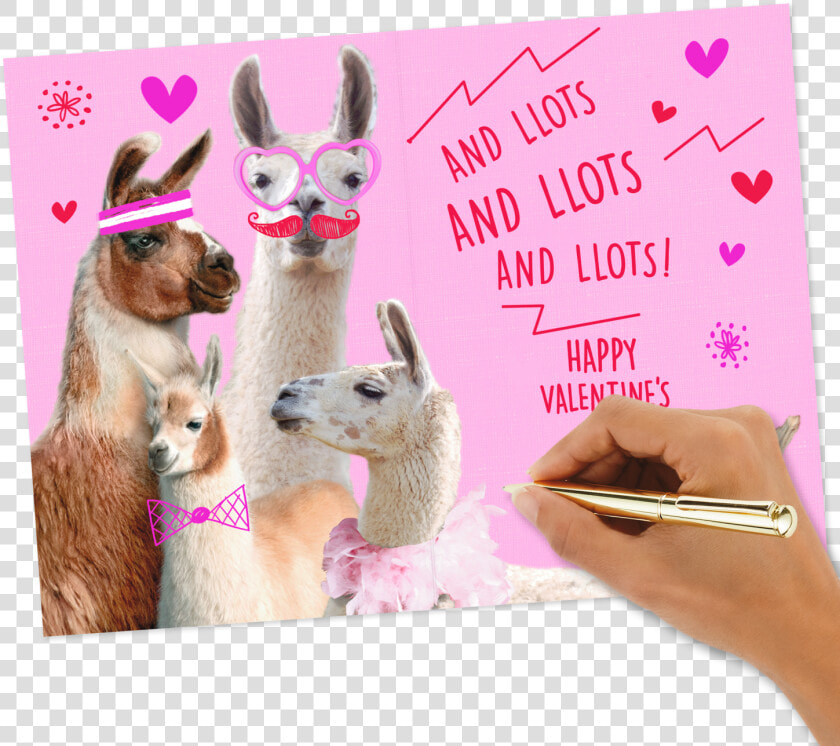 Love You Lots Llamas Valentine S Day   Llama  HD Png DownloadTransparent PNG