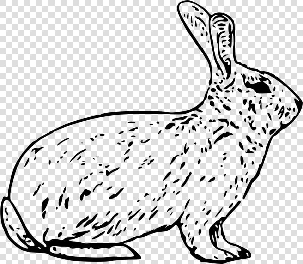 French rabbit   Cortes De Carne De Conejo  HD Png DownloadTransparent PNG