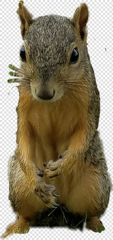 Free Squirrel Clipart   Fox Squirrel  HD Png DownloadTransparent PNG