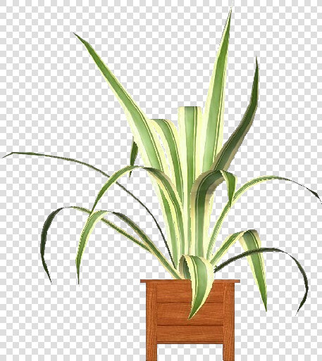 Agave Americana Marginata   Houseplant  HD Png DownloadTransparent PNG